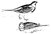 pin-tailed-sand-grouse_1_th.gif