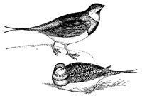 pin-tailed-sand-grouse_1_md.gif
