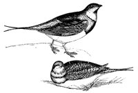 pin-tailed-sand-grouse_1_lg.gif