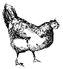 chicken-hen_1_th.gif
