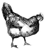 chicken-hen_1_sm.gif