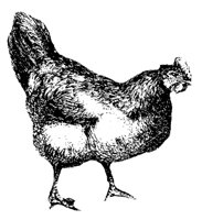 chicken-hen_1_md.gif