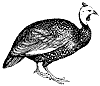 guinea-fowl_1_th.gif
