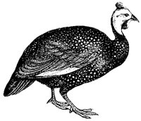 guinea-fowl_1_md.gif