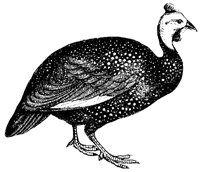 guinea-fowl_1_lg.gif