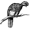 curassow_1_th.gif