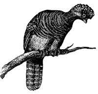 curassow_1_sm.gif