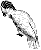 cockatoos_1_th.gif