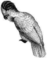 cockatoos_1_sm.gif