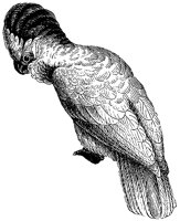 cockatoos_1_lg.gif