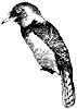 barbet_1_th.gif