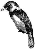 barbet_1_md.gif