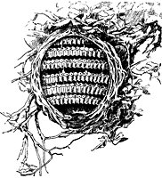 wasp_nest_23308_sm.gif