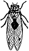 cicada_23950_th.gif
