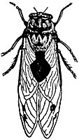 cicada_23950_sm.gif