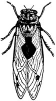cicada_23950_lg.gif