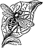 hornet_23981_th.gif