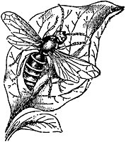 hornet_23981_sm.gif