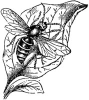 hornet_23981_md.gif