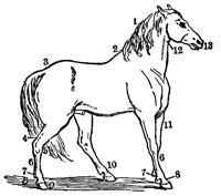 horse_23982_lg.gif