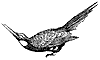 jacamar_1_th.gif