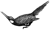 jacamar_1_sm.gif
