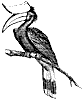 hornbill_2_th.gif