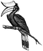hornbill_2_lg.gif