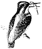 kingfisher_1_th.gif