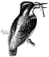 kingfisher_1_sm.gif