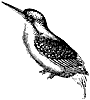 kingfisher_2_th.gif