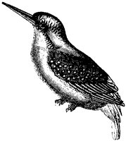 kingfisher_2_sm.gif