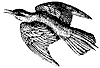 bee-eater_2_th.gif