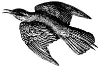 bee-eater_2_md.gif