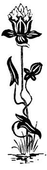flower_1_md.gif
