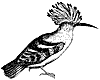 hoopoe_1_th.gif