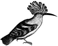 hoopoe_1_lg.gif
