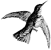 hummingbird_2_th.gif