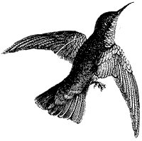 hummingbird_2_sm.gif