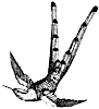 bar-tailed-hummingbird_2_th.gif