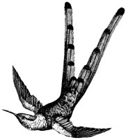 bar-tailed-hummingbird_2_md.gif