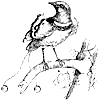 bird-of-paradise_1_th.gif