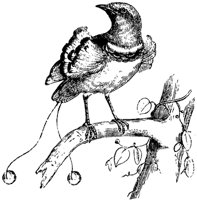bird-of-paradise_1_md.gif
