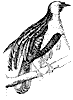 bird-of-paradise_2_th.gif