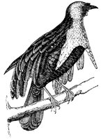 bird-of-paradise_2_lg.gif