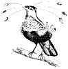 bird-of-paradise_3_th.gif