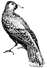 nut-cracker-crow_1_th.gif
