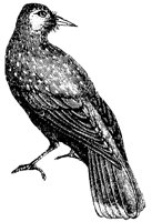 nut-cracker-crow_1_lg.gif