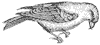 crossbill_3_th.gif