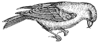 crossbill_3_sm.gif